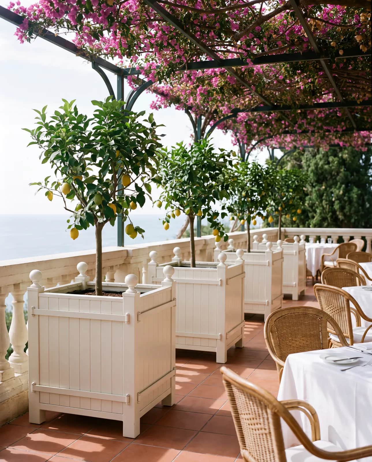 Bacs à oranger blancs avec citronniers bordant la terrasse d'un restaurant en bord de mer