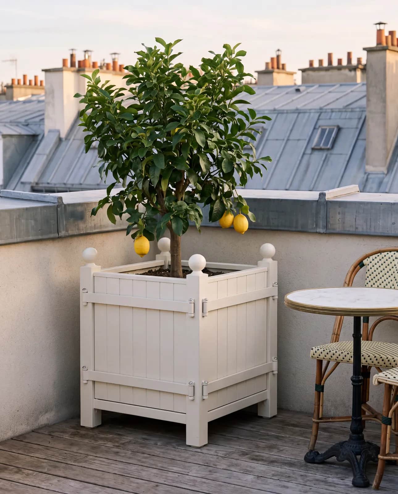 Bac à oranger blanc avec citronnier sur un toit-terrasse parisien